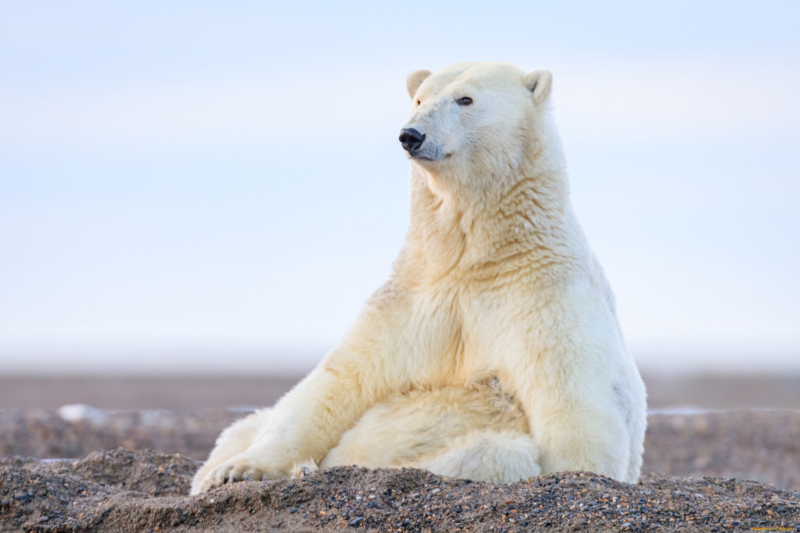 Цинния полярный медведь фото и описание